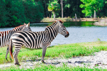 Fototapeta na wymiar Zebra Close to Water, 水辺にいるしまうま