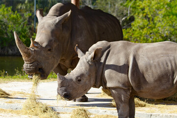 Fototapeta premium White Rinoceros, 白サイ