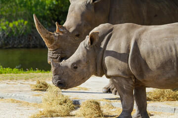 Fototapeta premium Mom and Baby of Southern White Rinoceros, 白サイの母子