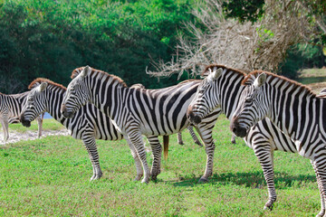Fototapeta na wymiar Three Zebras on Grass, 3頭のシマウマ