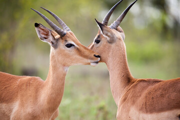 Closeup of two young impala rams grooming in the Kruger National Park