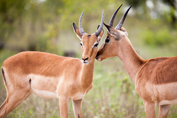 Naklejka na ściany i meble Two young impala rams in the Kruger National Park