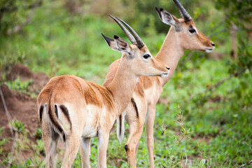 Naklejka na ściany i meble Two young impala rams looking into the distance in the Kruger National Park
