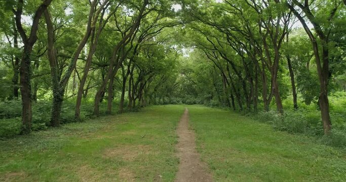 Drone shot: Oak tunnel. Scarry urban tunnel in park. 4k