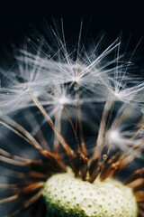 macro photo of white dandelion fluffs