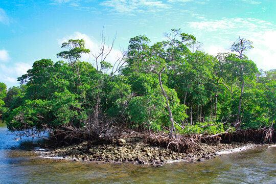 Mangrove in Cannel,  運河のマングローブ