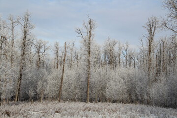 White Forest, Elk Island National Park, Alberta
