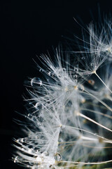 close-up of white dandelion fluff with water drops