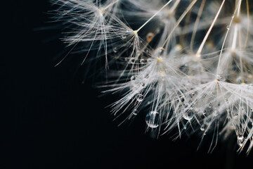 close-up of white dandelion fluff with water drops
