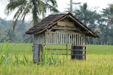 Litle house in the midle of rice fields
