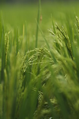Rice Plants