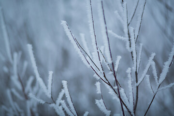 frost on the branches