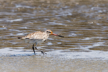 Bar-tailed Godwit - Limosa lapponica