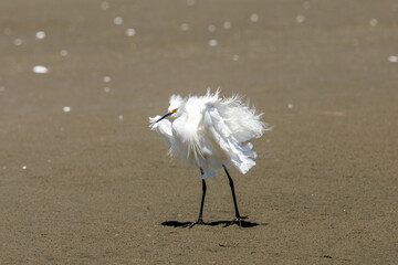 Little Egret - Egretta garzetta