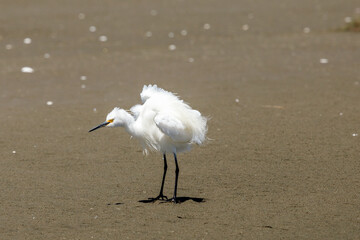 Little Egret - Egretta garzetta
