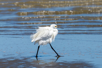 Little Egret - Egretta garzetta