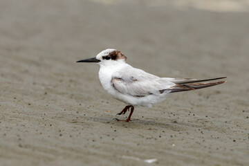 Little Tern - Sternula albifrons