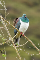Kereru New Zealand Pigeon - Hemiphaga novaeseelandiae