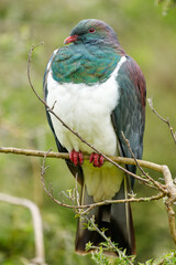 Kereru New Zealand Pigeon - Hemiphaga novaeseelandiae