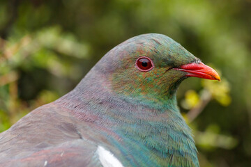 Kereru New Zealand Pigeon - Hemiphaga novaeseelandiae