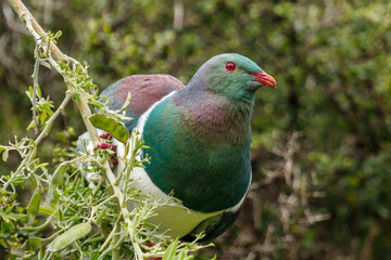 Kereru New Zealand Pigeon - Hemiphaga novaeseelandiae