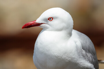 Red-billed Gull - Chroicocephalus novaehollandiae scopulinus