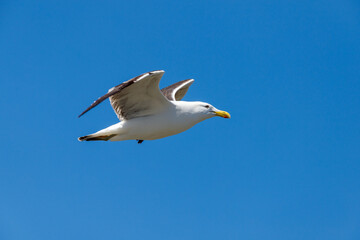 Fototapeta na wymiar Southern Black-backed Gull - Larus dominicanus