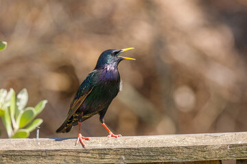 European Starling - Sturnus vulgaris