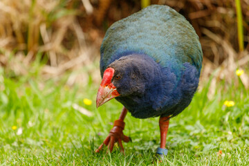 Takahe - Porphyrio hochstetteri
Flightless endemic rail of New Zealand