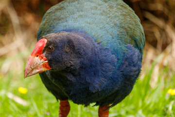 Takahe - Porphyrio hochstetteri
Flightless endemic rail of New Zealand