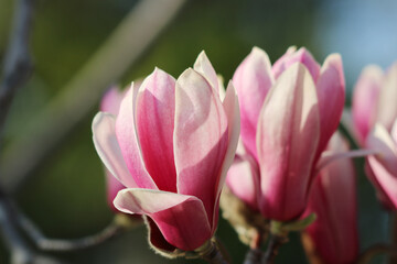 Dark pink magnolia