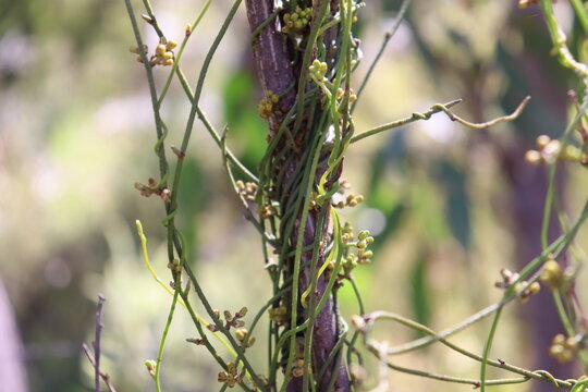 Vines Wrapped Around Branch