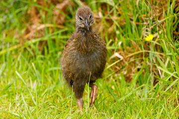 Weka - Gallirallus australis
Endemic flightless rail of New Zealand