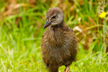 Obraz premium Weka - Gallirallus australis Endemic flightless rail of New Zealand