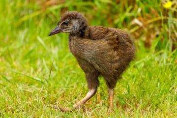 Weka - Gallirallus australis
Endemic flightless rail of New Zealand