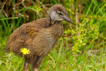 Weka - Gallirallus australis
Endemic flightless rail of New Zealand
