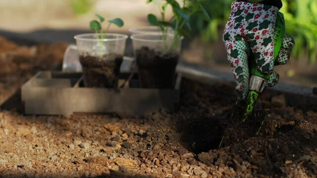 Broccoli cabbage seedlings