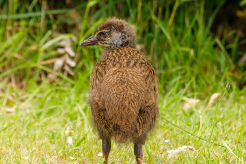 Weka - Gallirallus australis
Endemic flightless rail of New Zealand