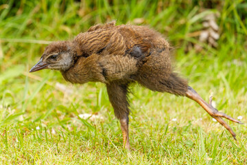 Weka - Gallirallus australis
Endemic flightless rail of New Zealand
