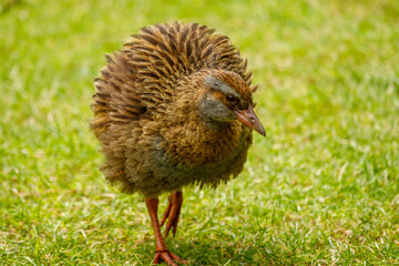 Weka - Gallirallus australis
Endemic flightless rail of New Zealand