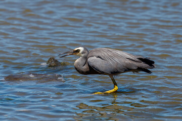 White-faced Heron - Egretta novaehollandiae