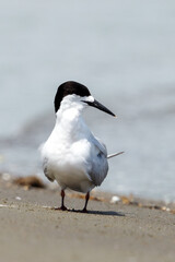 White-fronted Tern Sterna striata 