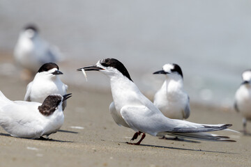 White-fronted Tern Sterna striata 
