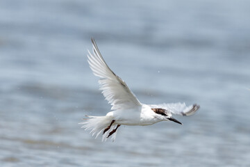 White-fronted Tern Sterna striata 