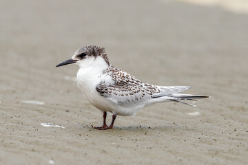White-fronted Tern Sterna striata 