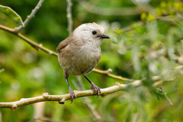 Whitehead Mohoua albicilla - Endemic bush bird of New Zealand