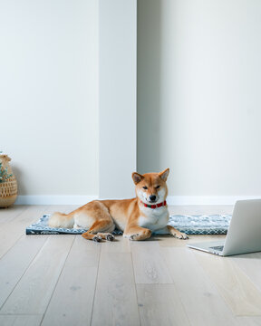 cute dog Shiba inu is waiting for his mistress to start practicing doga yoga