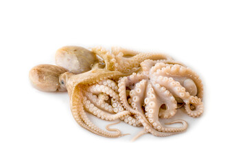 fresh octopus an isolated on a white background
