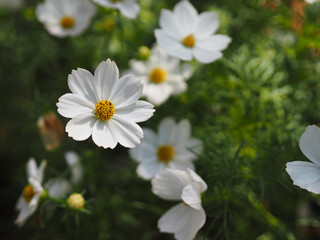 white color flower, sulfur Cosmos, Mexican Aster flowers are blooming beautifully springtime in the garden, blurred of nature background