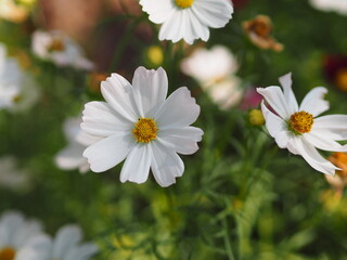 Fototapeta premium white color flower, sulfur Cosmos, Mexican Aster flowers are blooming beautifully springtime in the garden, blurred of nature background